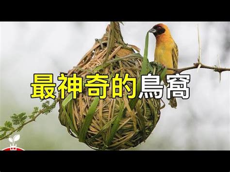 小鳥在家築巢風水|小鳥築巢風水秘訣